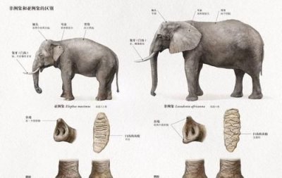 ​大象用什么辨味，大象靠什么辨别味道？