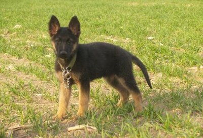 ​德国牧羊犬训练的方法（德国牧羊犬训练教程有哪些？训练要注意什么事项？）
