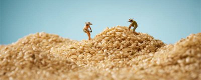 ​粳米是什么米 粳米属于什么药